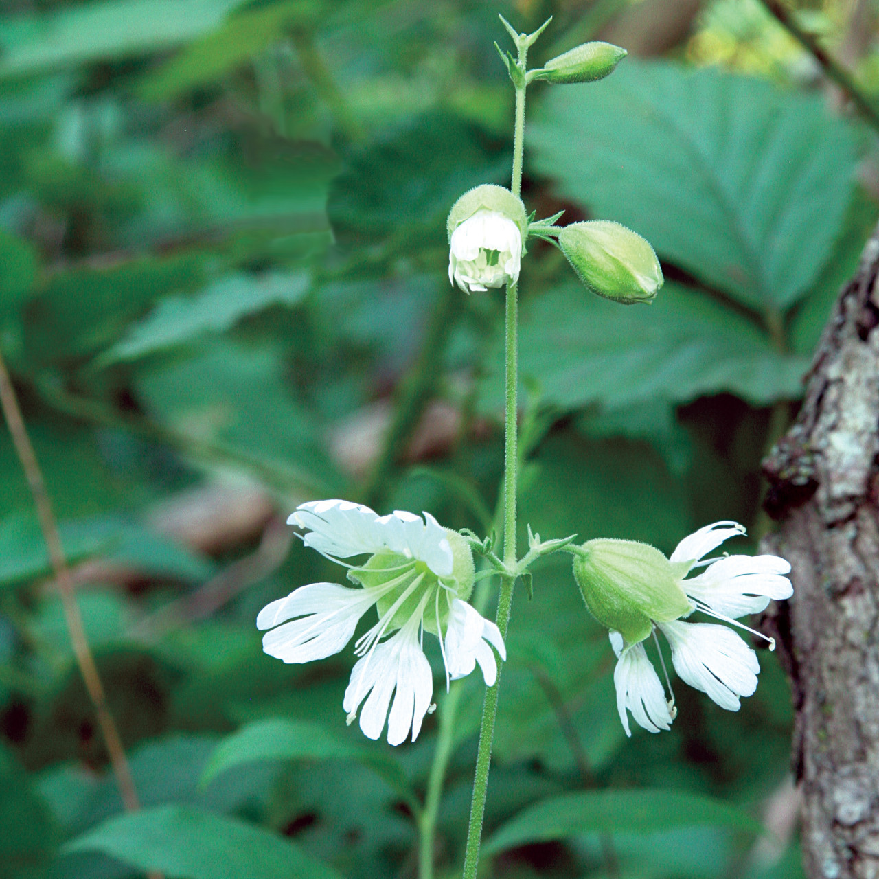 Silene stellata (Starry Campion)